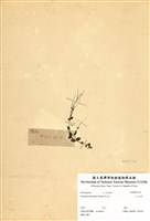 藏品(小二仙草)的圖片